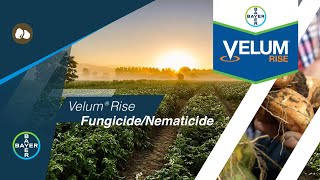 Potato Fungicides Next Level Protection Against Soilborne Disease and Nematodes with Velum® Rise [upl. by Nwavahs]