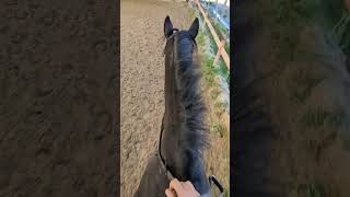 Am I posting or sitting his trot horses pony black geldings viral fyp trot gopro [upl. by Yssor]