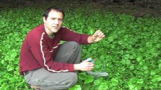 Miners Lettuce and chickweed [upl. by Berna]