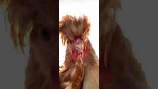 las gallinas😁😂gallinasbailando risa shortsvideoshort [upl. by Crispin279]