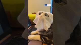 That tissue on my face Adorable cat shorts pet petlover cats dog YMChannel [upl. by Airbas]