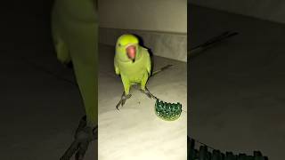 Mithu playing with plastic band parrrot petbird trending talkingbird talkingparrot shotsfeed [upl. by Olympia]