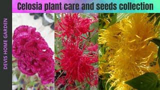 கோழி கொண்டை பூ  Celosia plant care and seeds collection in tamil  Devis home garden celosia [upl. by Eelsnia]