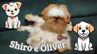 SHIRO E OLIVER  quotPara Oliverquot [upl. by Nannarb]