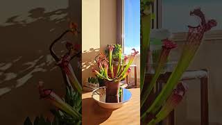 Sarracenia Leucophylla плотоядные растения carnivore carnivorous plant ботаника [upl. by Arlyn]