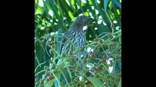 Female Australasian Figbird in Queensland [upl. by Sherrill504]