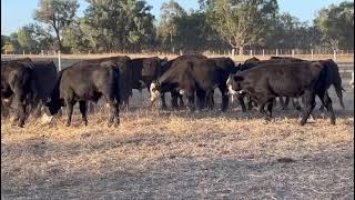 Elders Myrtleford Blue Ribbon Weaner Sale  GN amp J Chalwell  19 Black Baldy Steers Avg 207kg [upl. by Sykleb]