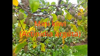 Mini kiwi Actinidia arguta [upl. by Lirret]