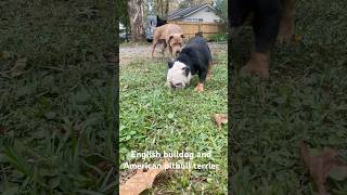 Just did mating session with an American pitbull terrier and a English bulldog viralvideo explore [upl. by Nrevel]