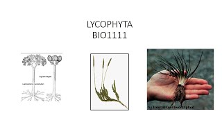 BIO1111 Lycophyta [upl. by Eibloc342]