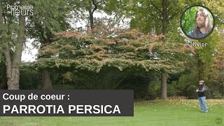 Coup de coeur dOlivier  le Parrotia Persica [upl. by Yadsnil]