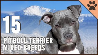 Top 15 Pitbull Terrier Mix Breeds  Dog World [upl. by Maxa930]