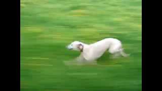 Whippet running at speed close up [upl. by Mathews255]