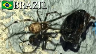 Spider captures roach 🇧🇷 Brazil  v171 [upl. by Lathrop]