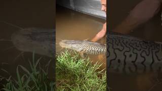 Torche tigre 12kg Pseudoplatystoma fasciatum nokill fishing bigfish torchtigre wonderofnature [upl. by Meekar]