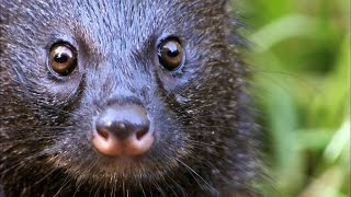 A Mongoose and Black Mamba Fight to the Death [upl. by Odab]