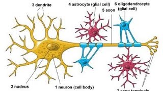 Basic histology  The Neuroglia Glial cells [upl. by Mahgem]