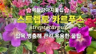 스트렙토카르푸스삽목병충해관리streptocarpus다년생식물반양지식물반려식물버들강아지꽃집 [upl. by Azarria]