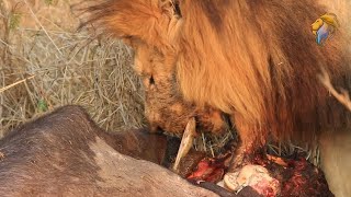 Lion Pulls Buffalos Guts Out and Eats It [upl. by Rickie]