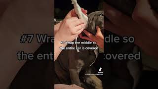 How to post Cane Corso ears Tape Method canecorso italianmastiff earcropping eartaping [upl. by Niamreg272]