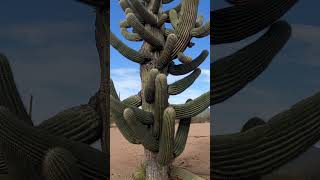 One of my very favorite saguaros🌵💚 She’s a star saguaro sonorandesert naturelovers [upl. by Scarlet]