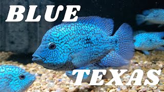 Blue Texas Cichlid H Carpintis  Compilation [upl. by Grose]