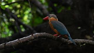 เสียงนกกระเต็นใหญ่ธรรมดา Storkbilled Kingfisher call [upl. by Cirala]