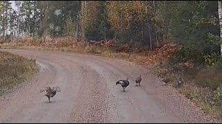 30e  In Zweden  Vreemde vogels schilderijen schedels en geweien [upl. by Bigod]