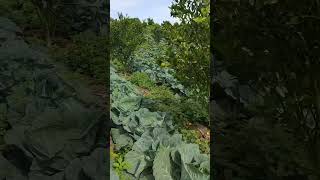 Intercropping farming agriculuture [upl. by Eilsil2]