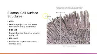 Mitochondria through Cell Junctions [upl. by Nabla]