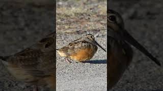 Amazing American Woodcock🧿 birds nature shorts [upl. by Eimmac]