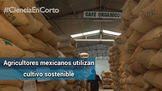 El cambio climático amenaza el cultivo del café orgánico [upl. by Eivod844]