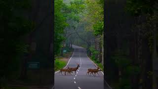 viralvideo automobile manikemagehitheremix viralshort manikmagehithe trending tvchannel [upl. by Arted]