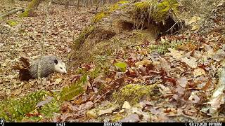 Leafcarrying opossum [upl. by Melany]