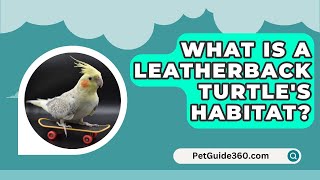 What Is A Leatherback Turtles Habitat  PetGuide360com [upl. by Gabrielle]