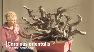 The first styling of raw bonsai material BY MARIJA HAJDIC [upl. by Duston343]