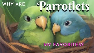 Why Are Parrotlets 1 of My FAV Birds  parrotbliss parrotlet [upl. by Mars]