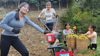 Two sisters Luyen Mai plow the soil to garden and harvest tangerines [upl. by Ingemar]