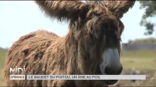 Animaux  le baudet du Poitou [upl. by Eliott]