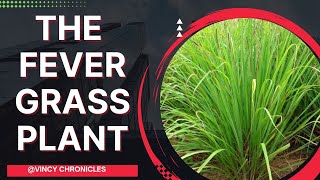 Lemongrass Plant  20 Uses Of Fever Grass Vincychroniclesofficial [upl. by Oicirtap]