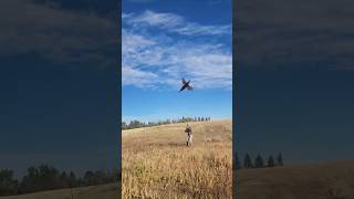 Daily Double pheasant vizsla dog birddog montana birdhunting bird [upl. by Catlee702]