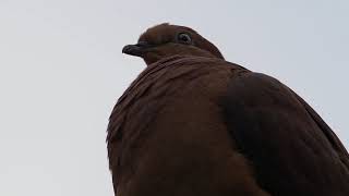 Brown CuckooDove call up close [upl. by Klarika]