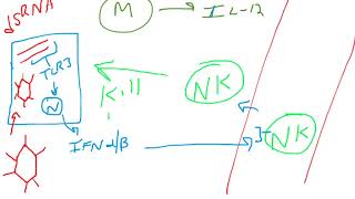 Interferons and NK cells [upl. by Barimah]