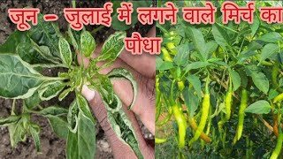 घर पर बनाएं नीम के पत्ते से दवा। how to grow chilli easy way [upl. by Enelrihs]