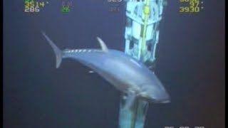 WORLD RECORD FISH 18ft Tuna ROV Deepwater Footage Bluefin Yellowfin Redfish [upl. by Guyer]