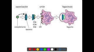 Complemento y Fagocitosis [upl. by Sibby308]
