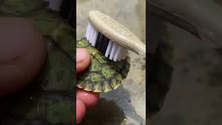 Turtle shell clean  how to shine turtle shell  shorts sorts redearedslider turtle viral [upl. by Airam957]