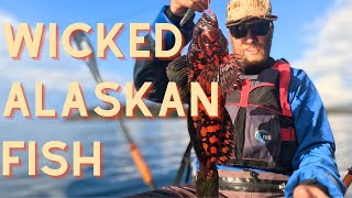 Kayak Fishing in Alaskas Famous Kachemak Bay [upl. by Nyvrem]