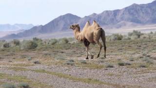 Wild Bactrian Camel Mongolia [upl. by Ramburt273]