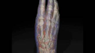 Anatomy of the human hand based on vascular injection and CT scanning [upl. by Etnom870]